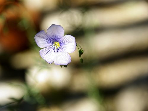 fleur-de-lin violet nature