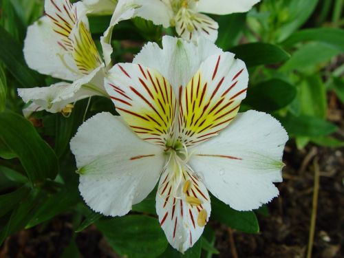 fleur de lis white red yellow blooming