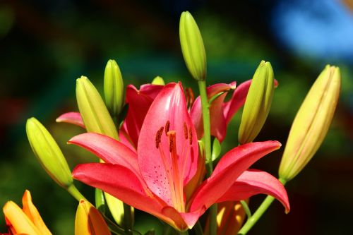 fleur-de-lis lily season red and yellow lilies