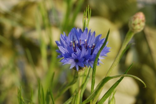 fleur-de-lis  nature  flower