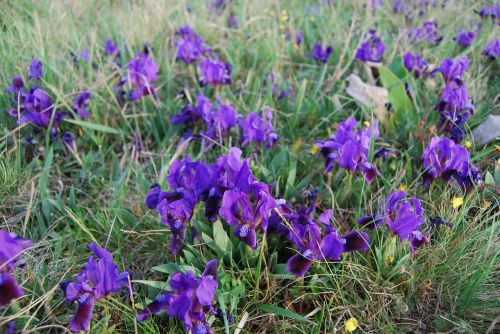 fleur-de-lis flower spring