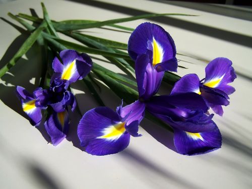 fleur-de-lis blue spring flower