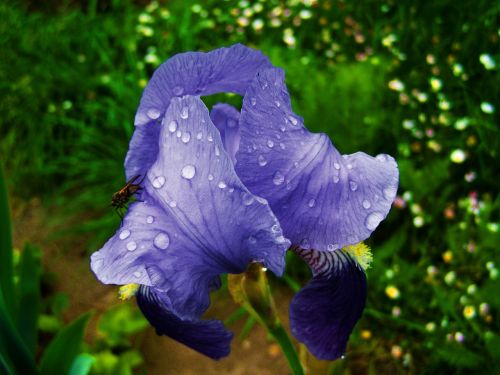 fleur-de-lis raindrops bluish-violet flower spring