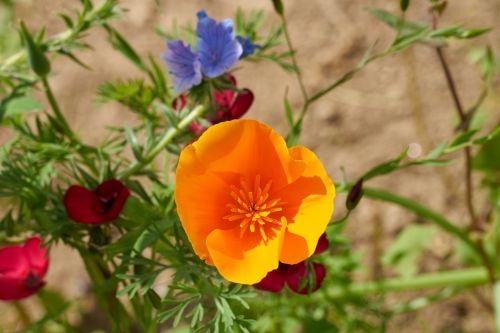 Poppy Flower