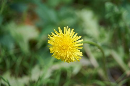 Dandelion Flower