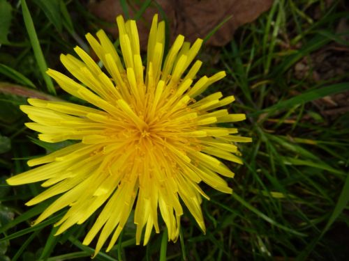 Yellow Dandelion Flower