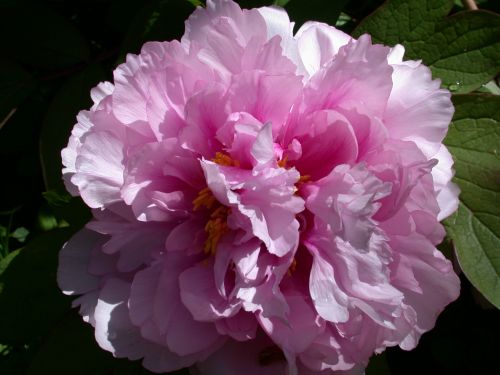 Peony Flower