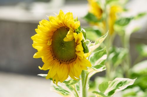Flower Of Sunflower