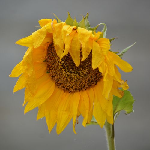 Flower Of Sunflower