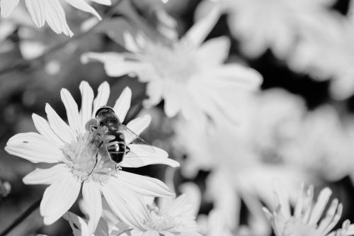 Flower And Bee