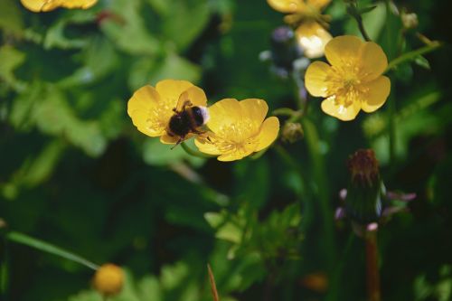 Flower And Bumblebee