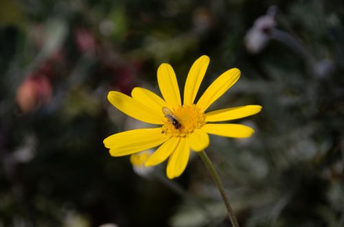 Flower And Insect