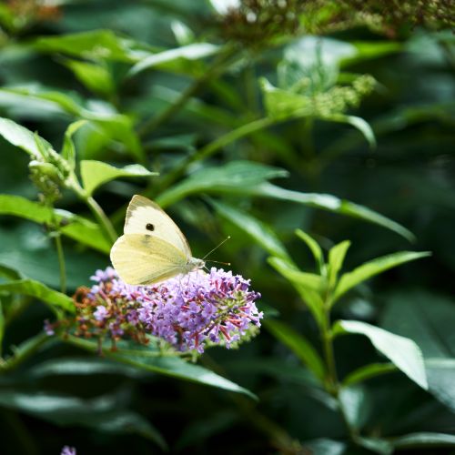 Flower And Butterfly.