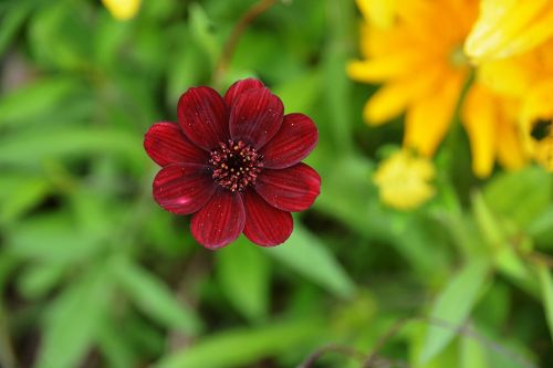 Flower And Petals