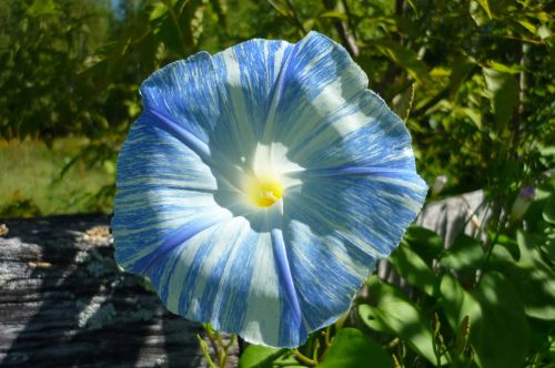 Morning Glory Flower (1)