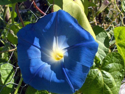 Flower Morning Glory (2)