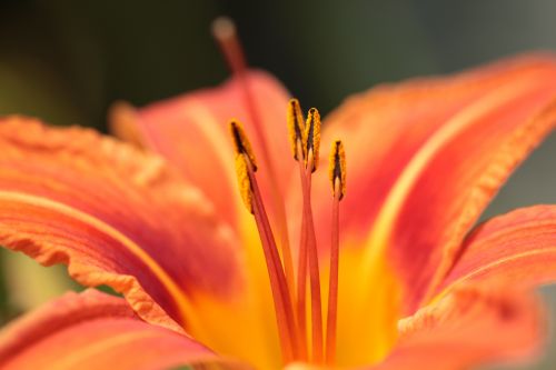 Daylily Flower