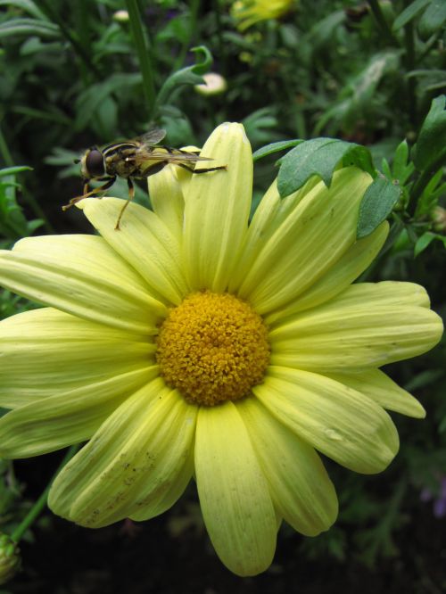 Yellow Flower And Bee