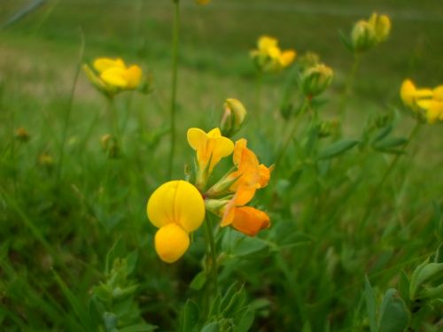 Flower Yellow Green Nature