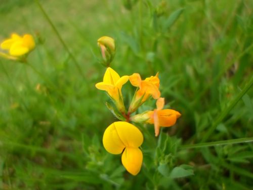 Flower Yellow Green Nature