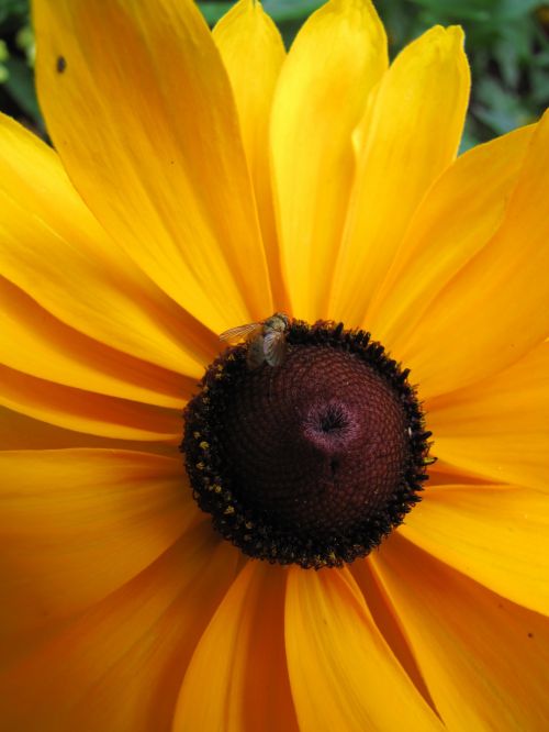 Yellow Flower