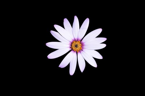 Flower Daisy