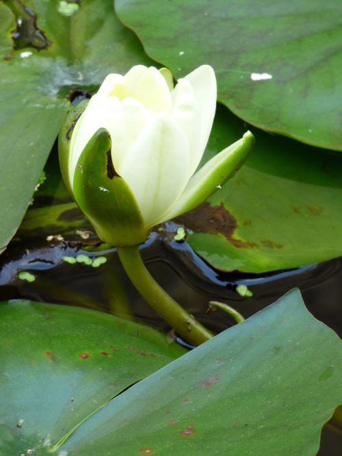 White Lily Flower