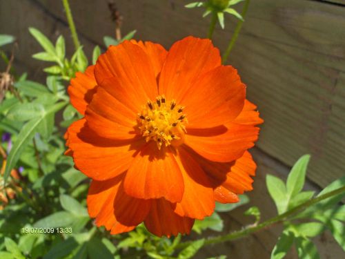 Orange Flower # 1