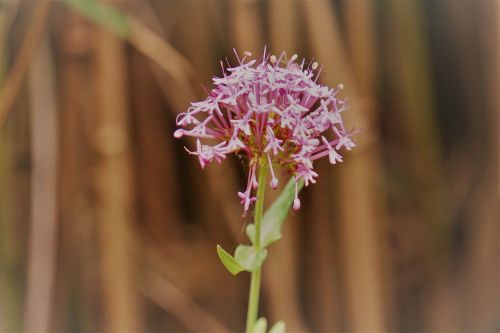 Flower Solitaire