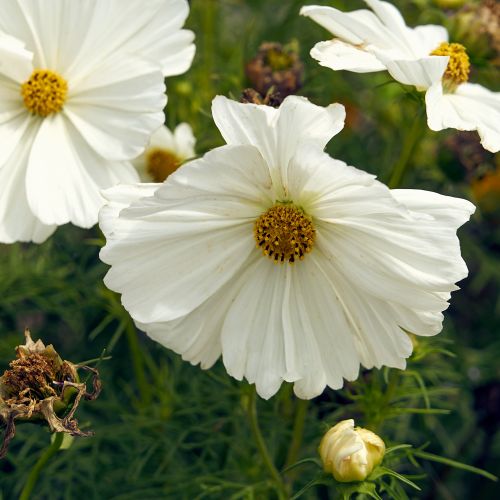 Flower Variety Cosmos