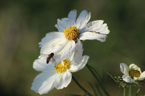 fleure bee flowers
