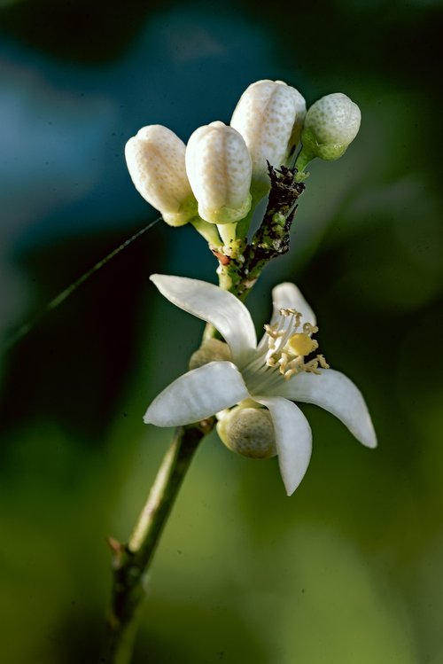 fleure  flora  white flower