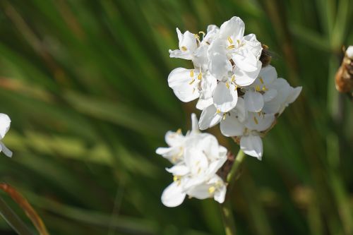 White Flowers