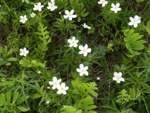 White Flowers # 3