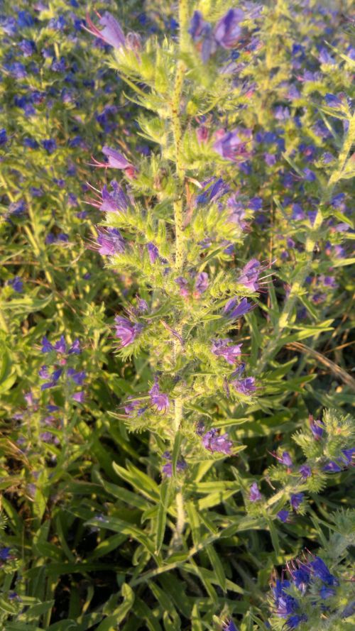 Purple Blue Flowers