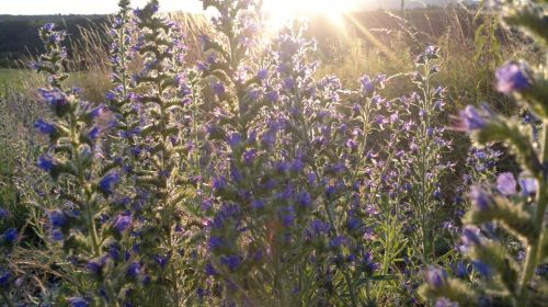 Purple Blue Flowers