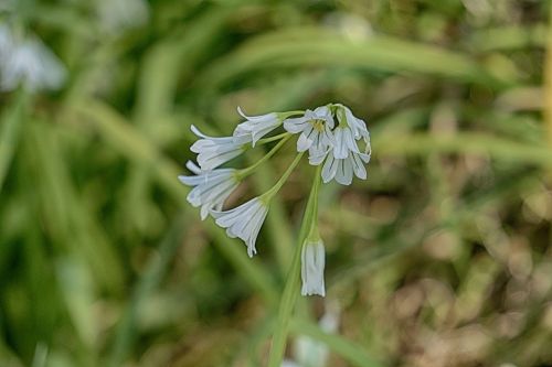 Flowers Bells