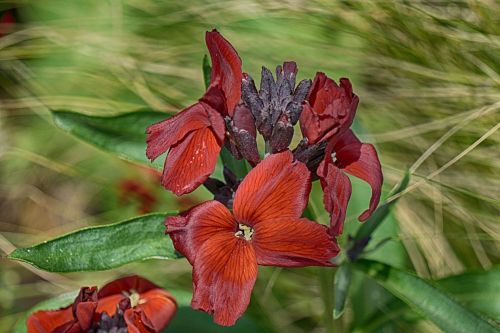 Autumn Flowers