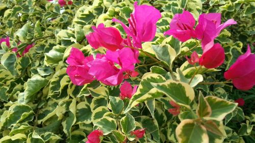 Bougainvillea Flowers And Ivy