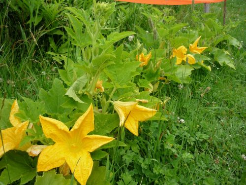 Pumpkin Flowers # 1