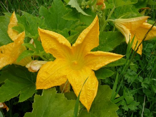 Pumpkin Flowers # 2