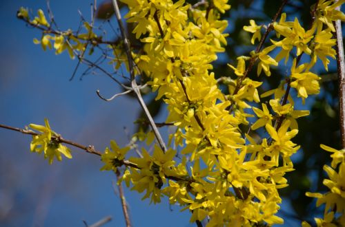 Flowers Of Genets