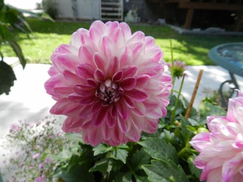 Flowers From My Garden (56)