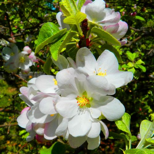 Apple Blossoms (2)