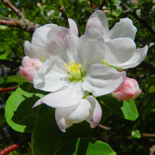 Apple Blossoms (3)