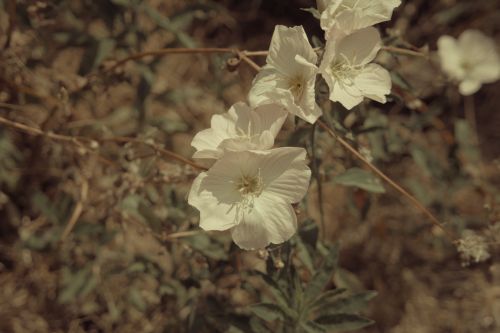 Wildflowers