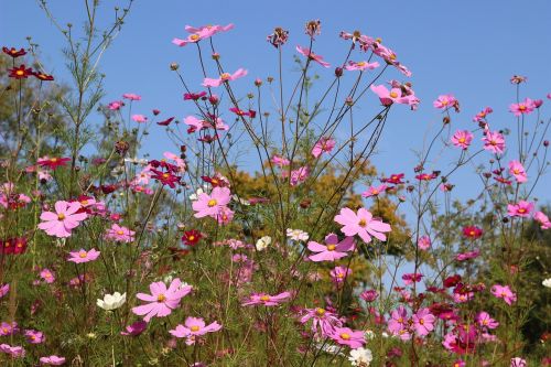fleurs des champs pink field
