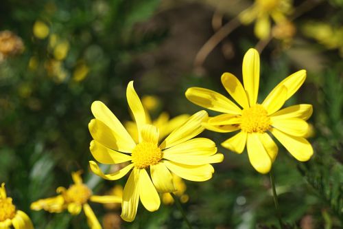 Yellow Flowers