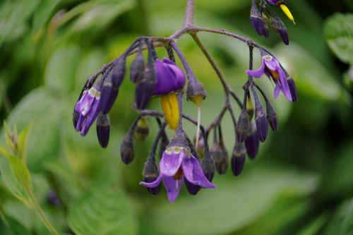 Wild Flowers