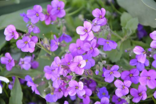 Purple Flowers